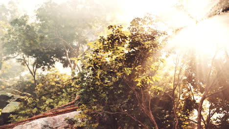 sunbeams filtering through a lush forest