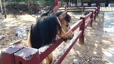 un caballo interactúa con su entorno