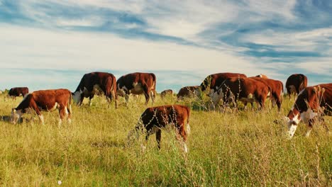 This-idyllic-rural-setting-reflects-the-simple-beauty-of-nature-and-the-quiet-harmony-of-farm-life,-where-the-cows-move-leisurely,-enjoying-their-day-in-the-sun