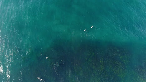 Deep reef channel visible under surfers as clean ocean wave curls nearby, captured aerial above
