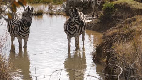 cebras en un pozo de agua entre los pastos altos de la sabana sudafricana