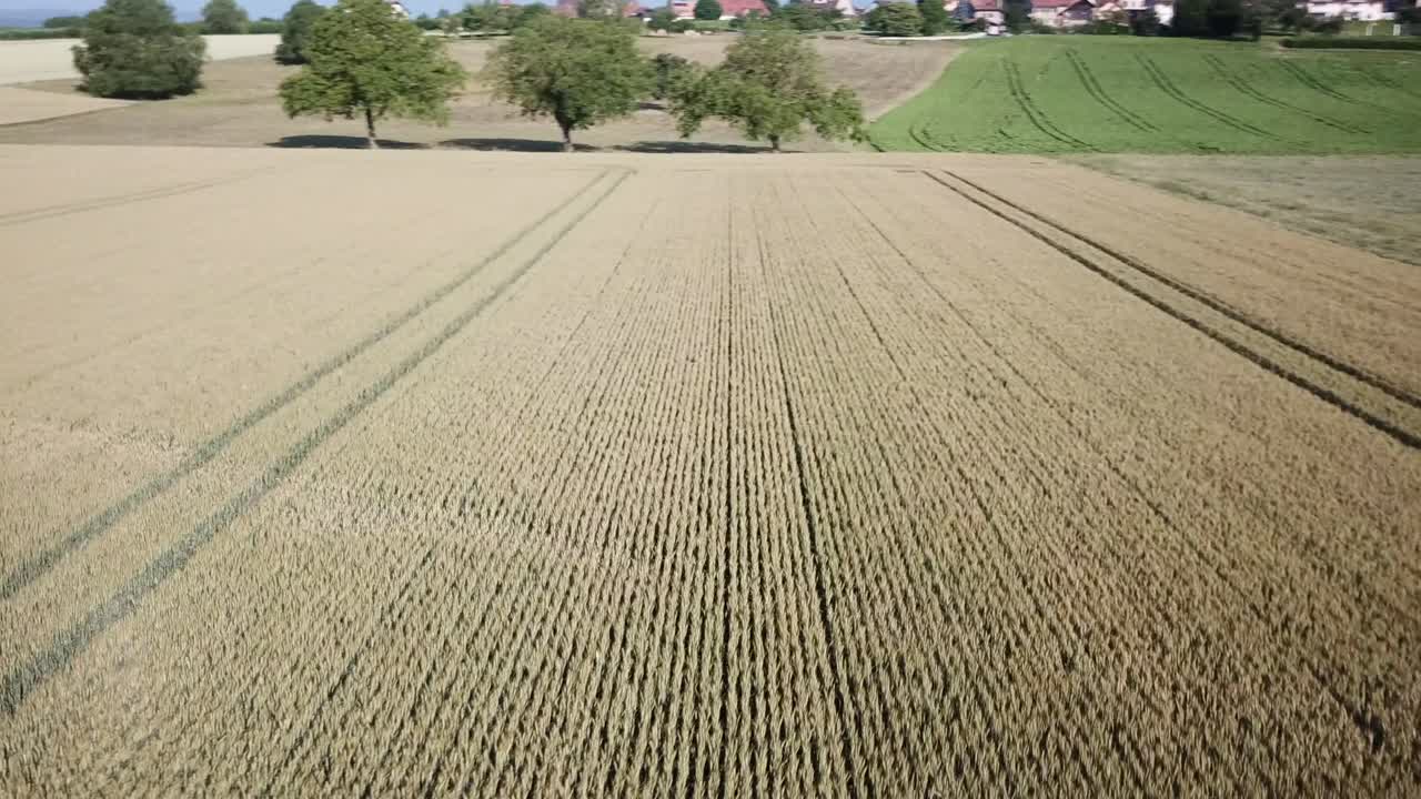 vista por drones de un campo de trigo grande y plano en la campiña suiza, vaud