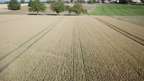 Drohnenansicht-Eines-Großen-Und-Flachen-Weizenfeldes-In-Der-Schweizer-Landschaft,-Waadt