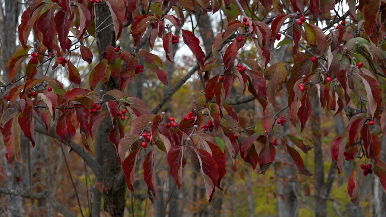 Red Dogwood Tree Leaves and Berries Sway in Autumn Wind Slow Motion