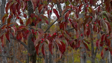 Red-Dogwood-Tree-Leaves-and-Berries-Sway-in-Autumn-Wind-Slow-Motion