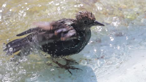 starling bathing in a fountain