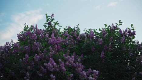 Blooming-Common-Lilac-Flower-Plant-On-A-Breeze-Day-During-Springtime