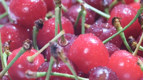 Close-up of Fresh Red Cherries