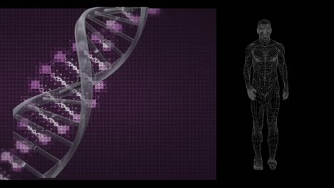 animación de cadenas de adn girando con una figura humana caminando
