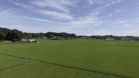 rural landscape of rice farming area of korea.  clear blue sky