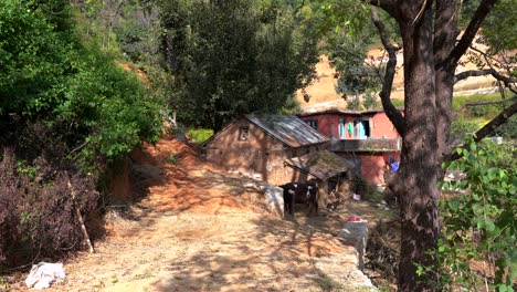 a small farm with two cows and a traditional nepali house on the side of a hill in nepal