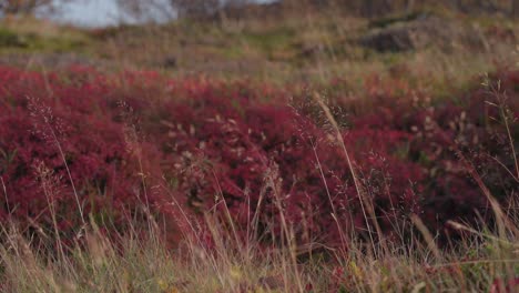 Pinceles-De-Color-Rojo-Fuerte-En-Las-Ráfagas-De-Otoño.