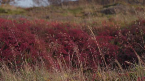 fuertes pinceles de color rojo en las ráfagas de otoño