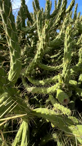 dense cactus cluster