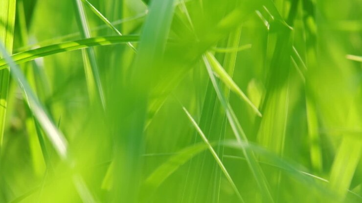 Close up of blur tropical green grass with sun light