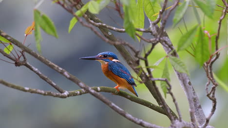 Ein-Schöner-Blauer-Gefiederter-Gemeiner-Eisvogel,-Der-Auf-Einem-Dünnen-Baumzweig-Thront-Und-Dann-Wegfliegt---Zeitlupe