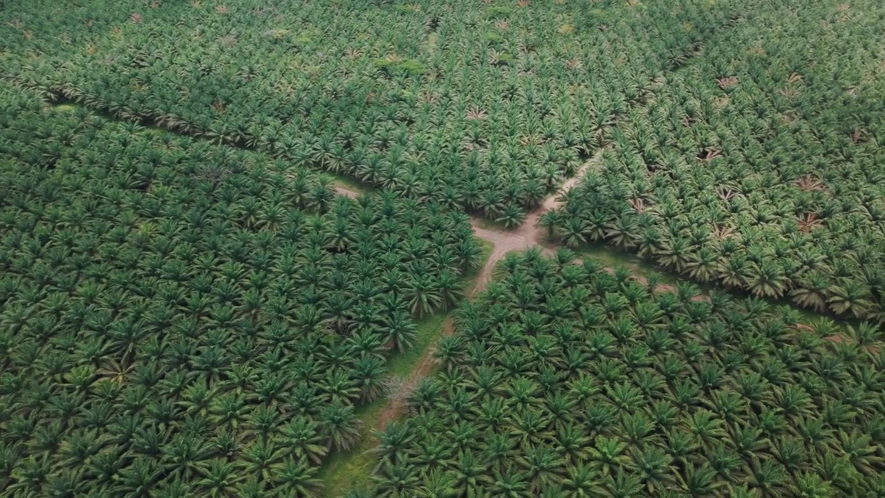 An aerial drone shot of a road stretching through a sprawling, orderly oil palm plantation, highlighting the contrast between the infrastructure and the vast, green landscape