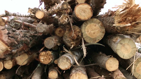 Raw-materials-of-wooden-industry-on-sawmill.-Woodworking-industry.-Stack-of-logs