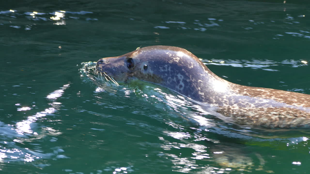 Slow motion track shot of cute seal gliding on water surface of lake,close up