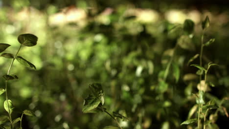 Closeup-nature-view-of-green-leaves-on-blurred-greenery-background-in-forest