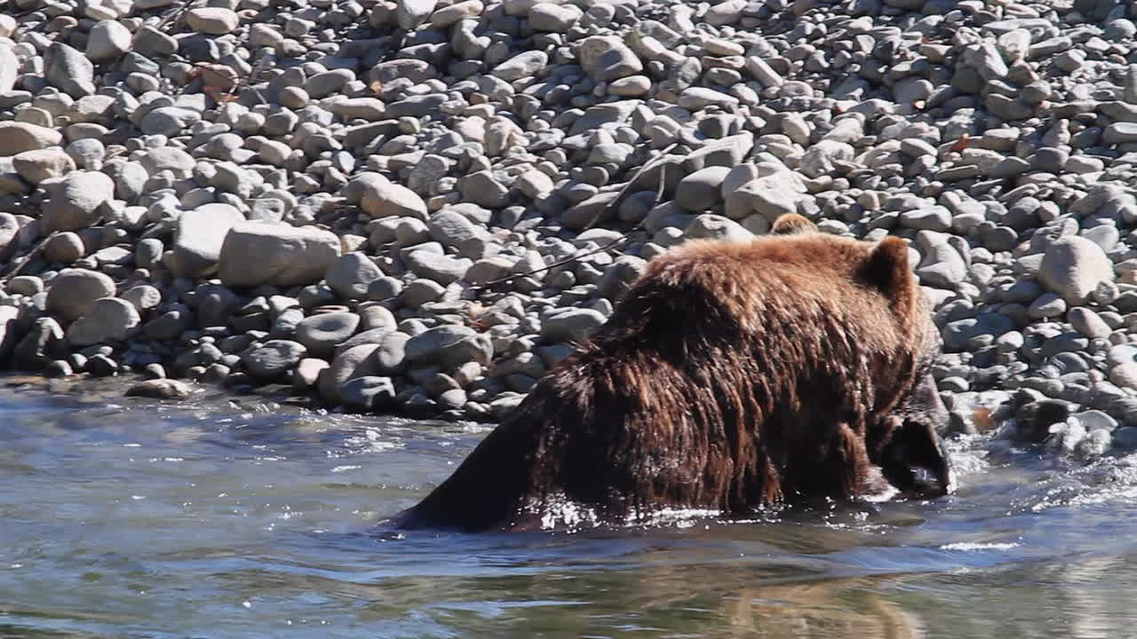 Orso grizzly con salmone in bocca si dirige verso.