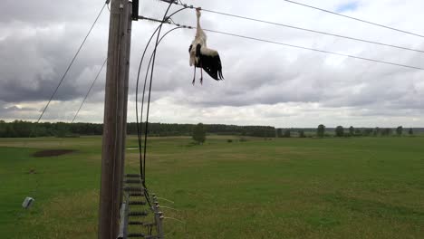 dead stork hanging on high voltage power lines in rural area, aerial ascend view