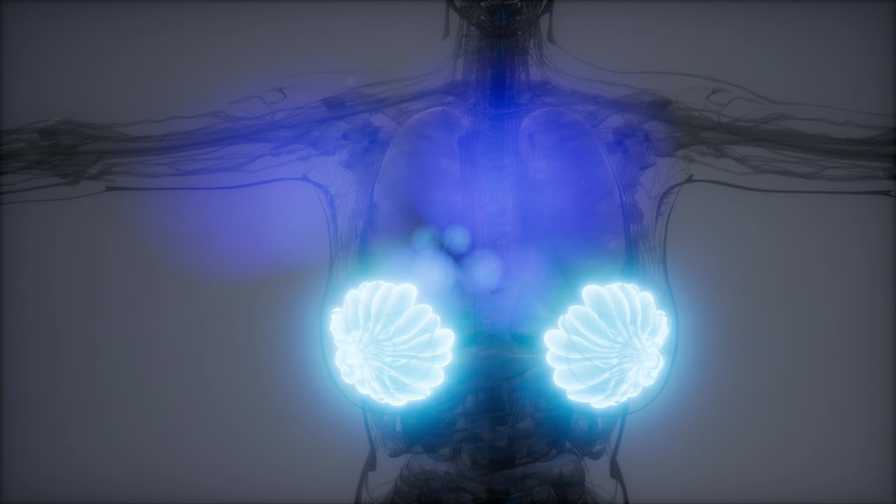 비만 여성의 유방선에 대한 의학적으로 정확한 그림