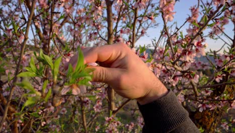 man collects almond flowers at dusk in early spring