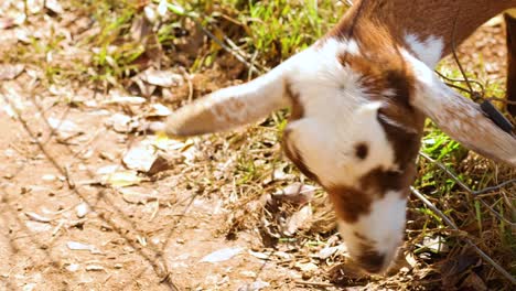 a goat is gently fed grass by hand in a sunlit farm setting, showcasing interaction and care