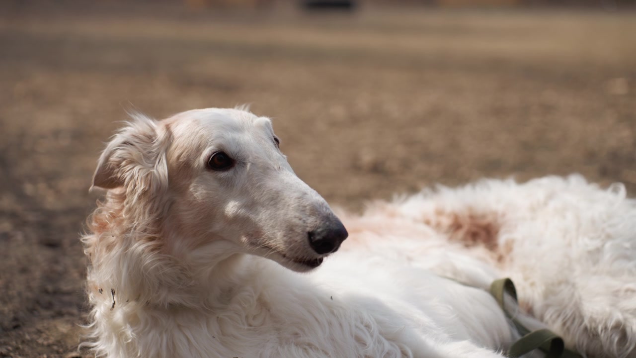 Cane bianco sdraiato a terra che sbadiglia occasionalmente e muove la testa. Lo sfondo è un'area esterna sterrata con illuminazione soffusa che evidenzia la texture del biewer