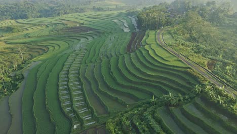 country road and magical rice terraces in indonesia, aerial drone view