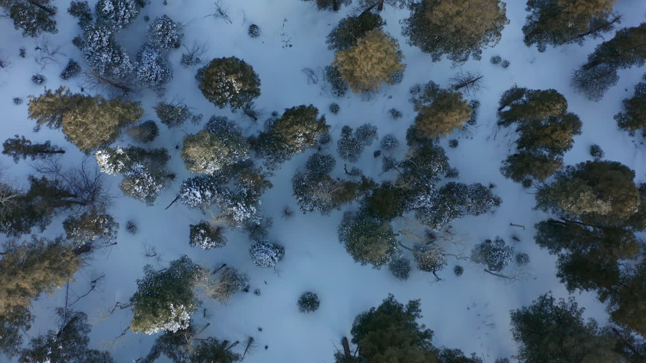 antena mirando directamente hacia abajo en el bosque cubierto de nieve de invierno en las montañas