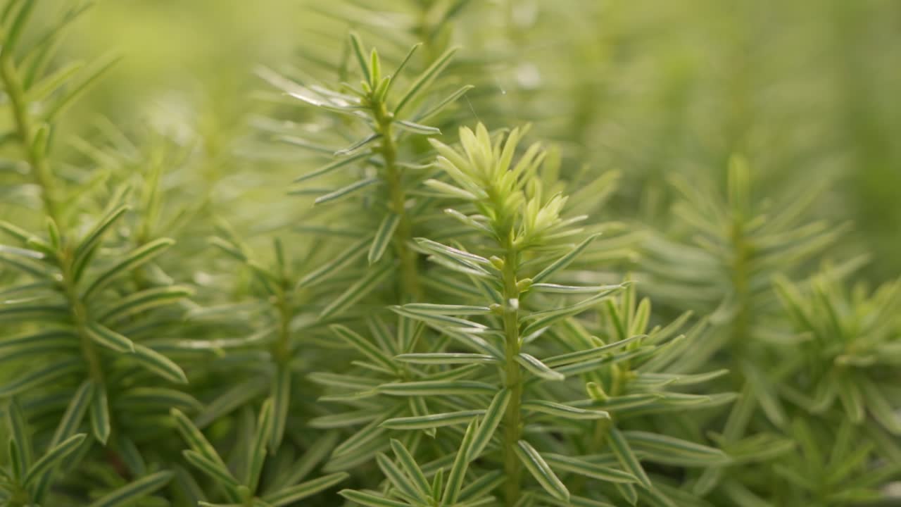 Luscious Coniferous Tree In A Outdoor Garden Landscape. Closeup Shot Backlit By Natural Sunlight.