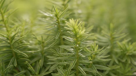 luscious coniferous tree in a outdoor garden landscape. closeup shot backlit by natural sunlight.