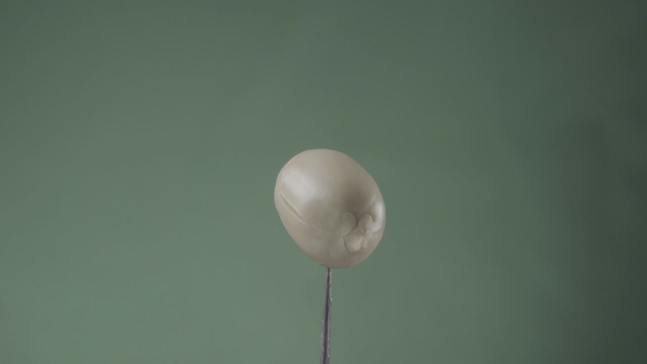 크로마 키를 위해 녹색 화면에 루프와 함께 땅콩 회전