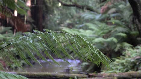 fern in focus with murky river stream flowing in background