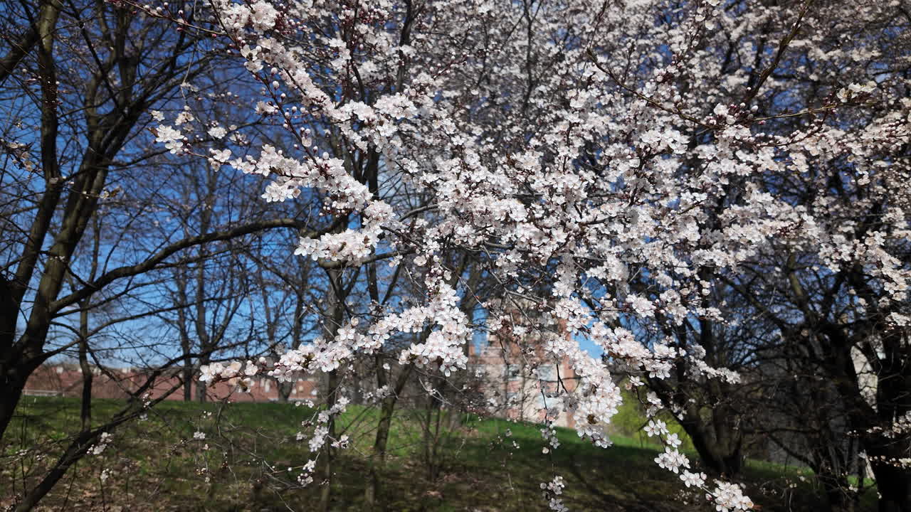 Cherry blossom branches spreading in spring sunlight