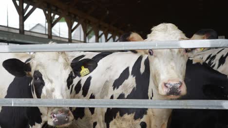 Rising-shot-of-holstein-cows-in-barn