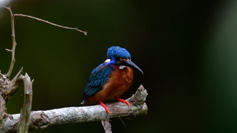 El-Martín-Pescador-De-Orejas-Azules-Es-Un-Pequeño-Martín-Pescador-Que-Se-Encuentra-En-Tailandia-Y-Es-Buscado-Por-Los-Fotógrafos-De-Aves-Debido-A-Sus-Hermosas-Orejas-Azules,-Ya-Que-También-Es-Un-Pájaro-Lindo-Para-Observar