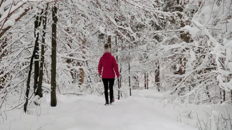 zelenci springs on a very cold winters day