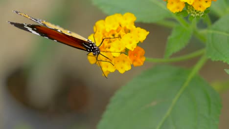 extreme macro footage of beautiful monarch butterfly collecting pollen of flower