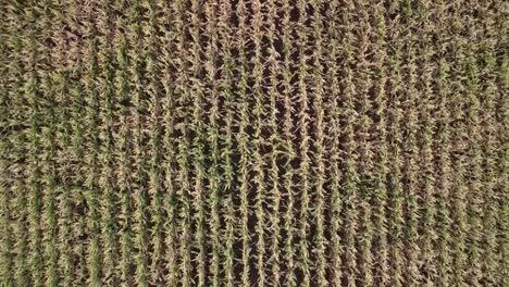 Vertical-drone-video-rising-in-the-sky-looking-down-on-a-corn-field