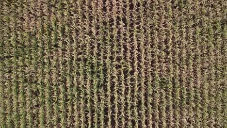 video de drones verticales que se eleva en el cielo mirando hacia abajo en un campo de maíz