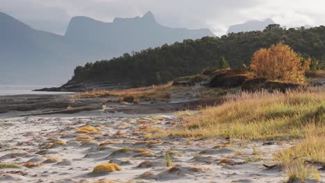 Withering-grass-on-the-sandy-beach