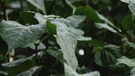 Toma-En-Cámara-Lenta-De-Lluvia-Cayendo-Sobre-Las-Hojas