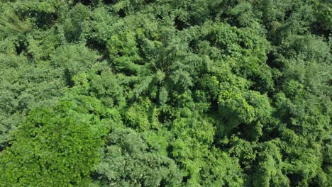 Luftaufnahme,-Art-Tiefgrüner-Dschungel-Oder-Wald