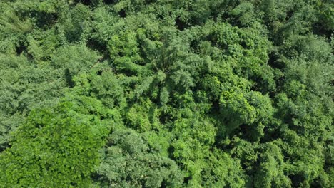 Vista-Aérea-De-Una-Especie-De-Selva-O-Bosque-De-Color-Verde-Intenso.