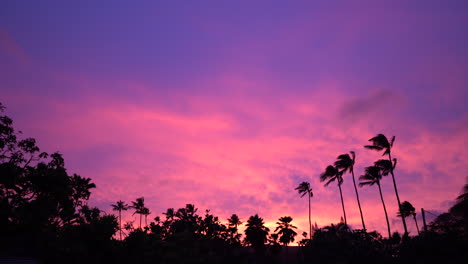 stunning sunset over silhouette palm tree