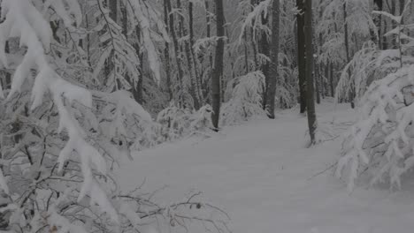 Snowy-forest