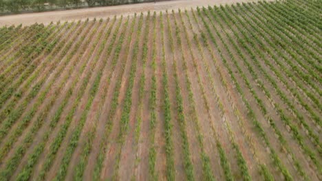 Close-up-aerial-view-tilt-up-of-a-blue-grape-harvester-in-a-vineyard-in-the-Maipo-Valley,-Chile